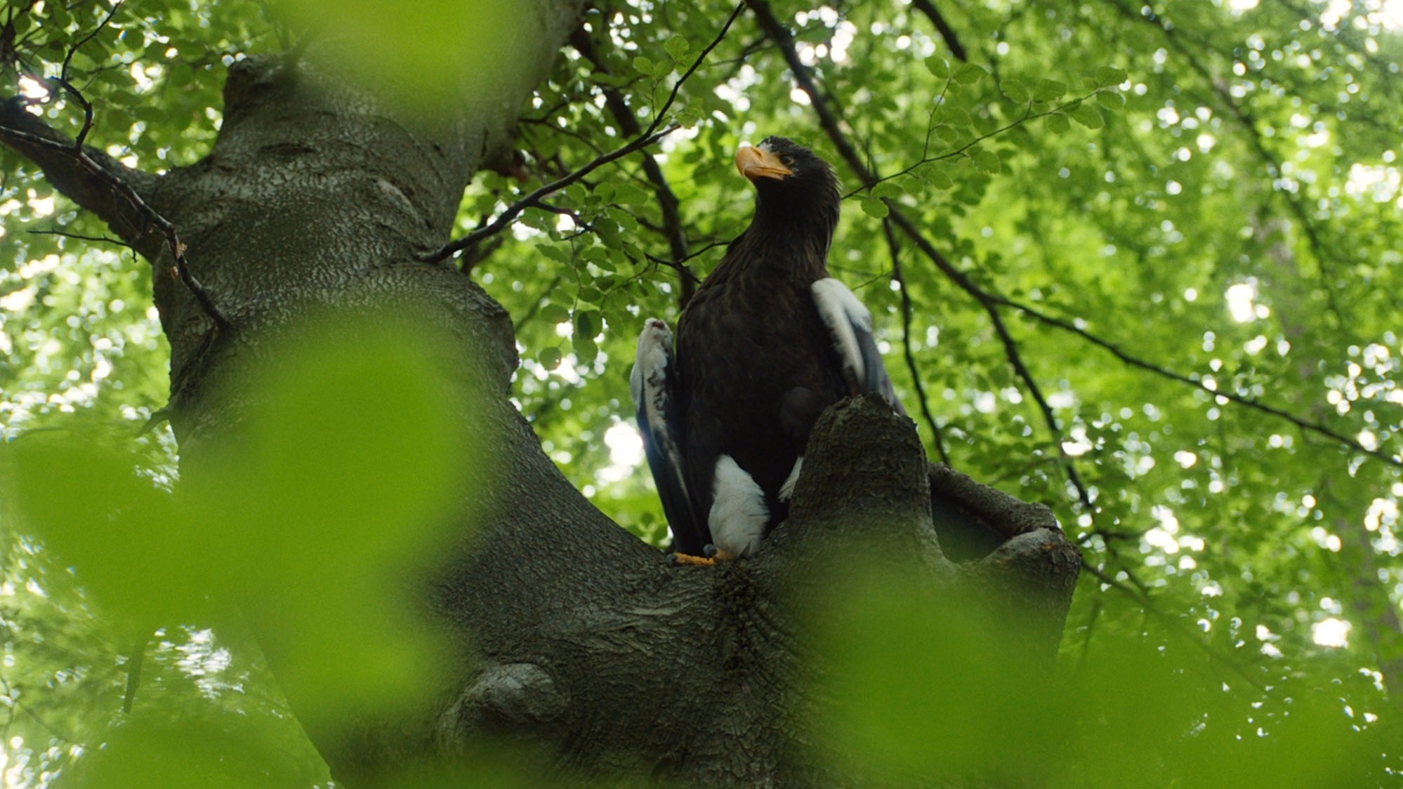 Stellers havørnen Smilla.