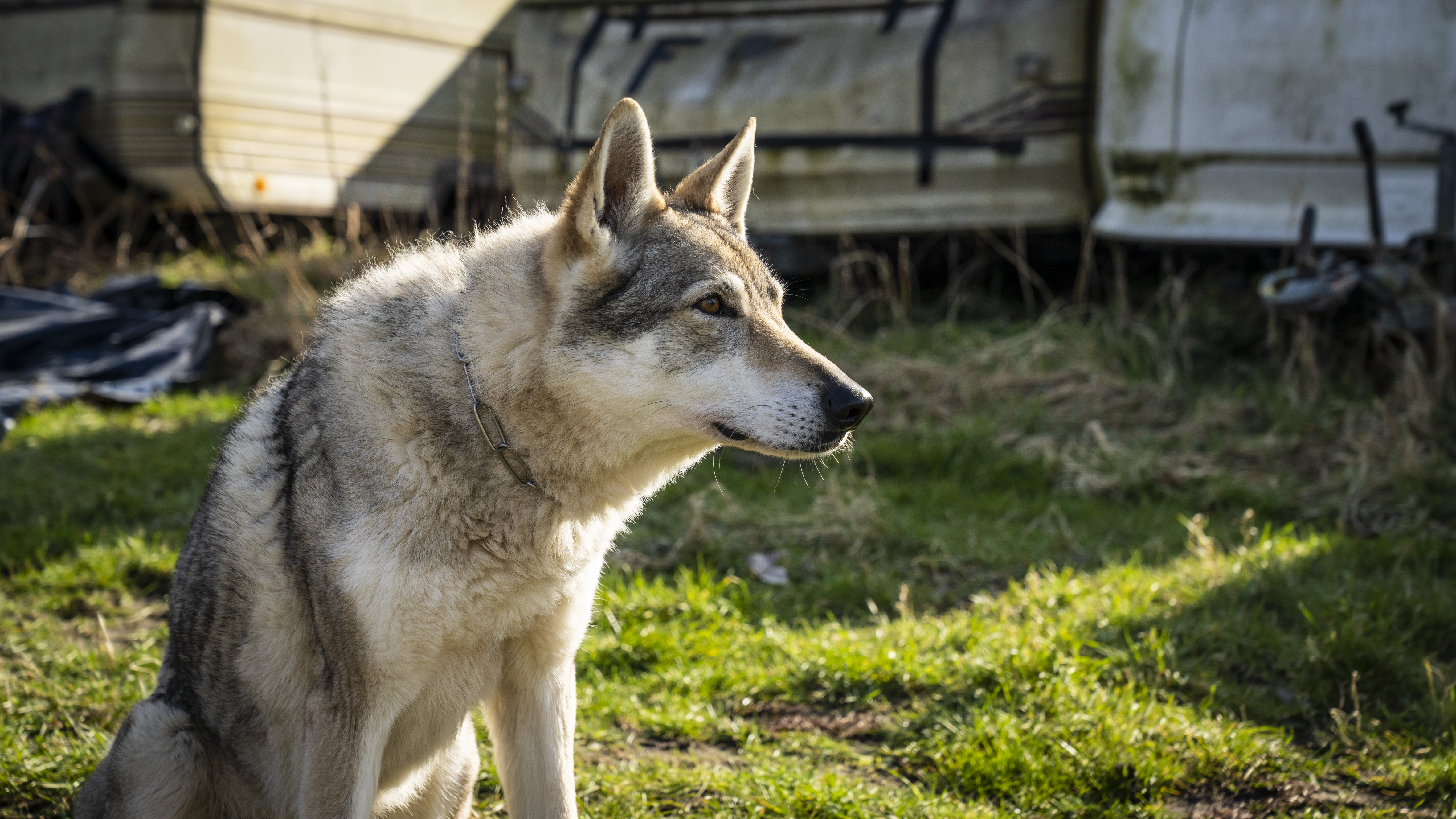 En af ulvehundene i 'Valdes Jul - Vintermirkalet'.
